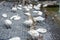 A group of white swans on the lakeshore of Lake Zurich, Switzerland