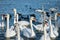 Group of white swans with long necks swimming in blue water of lake and with black ducks in the background.