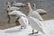 Group of white swans on the snowy riverside in sunny winter day