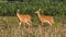 Group of white tailed deer in a field