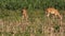 Group of white tailed deer in a field