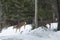 Group of white-tailed deer in private yard, Rangelely, Maine.