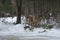 Group of white-tailed deer standing in woods, Rangelely, Maine.