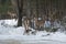 Group of white-tailed deer standing in woods, Rangelely, Maine.