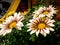 Group of white treasure flower with purple stripes Mittagsgold / Gazania