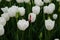 Group of white tulips, one tulip with red stripe