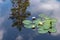 Group of white water lilies floating in blue water