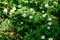 Group of white windflowers under the sun