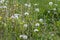 Group of white and yellow dandelions grows on a green background of leaves and grass in a park we see in the photo