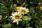 Group of white and yellow flowers of Gazania rigens