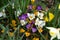 Group of white, yellow and purple crocus or saffron growing between daffodil, Crocus flavus