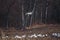 Group with whooper swans Cygnus cygnus on field.