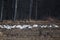 Group with whooper swans Cygnus cygnus on field.