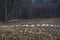 Group with whooper swans Cygnus cygnus on field.