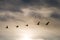 Group whooper swans heading to the north in flight