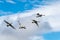 Group of whopper swans flying in Sunshine