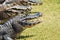 Group of wild alligator taking a sunbath on grass in Pantanal