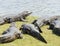 Group of wild alligator taking a sunbath near a river in Pantanal, Brazil