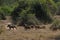 Group of wild animals in the Kruger National Park on a sunny day