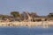 Group of wild animals near a waterhole in the Etosha National Park, in Namibia