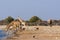 Group of wild animals near a waterhole in the Etosha National Park, in Namibia