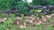 A group of wild antelopes are resting in the national park.