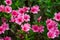 Group of Wild Appalachian Mountain Pink Azalea