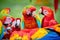 Group of wild Ara parrots, Ara macao and hybrids of Scarlet Macaw and Great green macaw, portrait photo of colorful amazonian