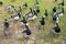 A group of wild barnacle geese in a park