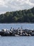 A group of wild birds, Cormorants, on the rocks on Lake Ladoga in summer