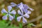 Group of Wild Blue Phlox â€“ Phlox divaricate