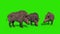 Group of wild boar eat green screen 3D rendering animation