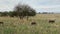 A group of wild boars graze in Tarangire National Park. The amazing nature of Tanzania.