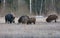 Group of wild boars in search of food on open ground in dusk evening