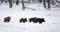 Group of wild boars on snow