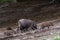 Group of wild boars (Sus scrofa) ascending a steep hillside with lush grass and rocky terrain