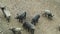 A group of wild boars with young pigs looking for food in the forest. A large herd of wild pigs of all ages in the