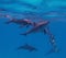 Group of wild bottle nose dolphins playing under sea surface