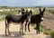 Group of wild burros