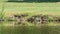 Group of Wild Cooter Turtles Sunning on a Lake Bank