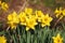 Group of wild Daffodils.