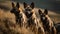 Group of wild dogs in the field at sunset. Selective focus.