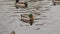 Group of wild ducks floats on calm surface of a river