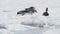 A group of wild ducks on a frozen lake.