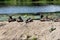 Group of wild ducks or mallards medium sized ducks calmly sitting and resting on top of dry old stone and concrete river dam