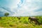 Group of wild elephants