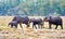 Group of wild elephants africa