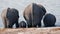 Group of wild elephants at a waterhole.