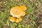 Group of wild Enokitake mushrooms