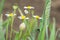 A group of wild flowers with feeding insects.